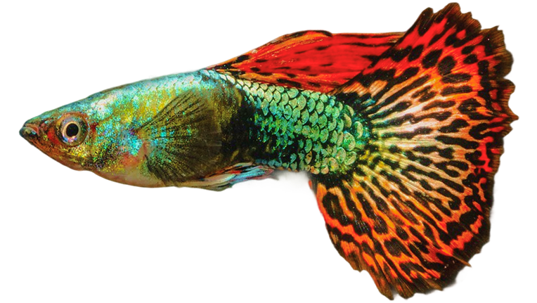 Guppy