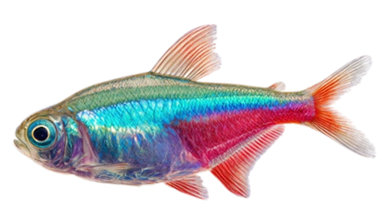 Neon tetra