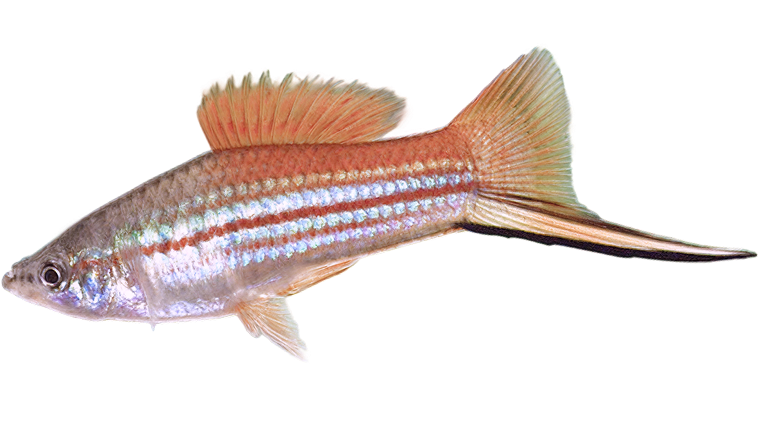 Swordtails