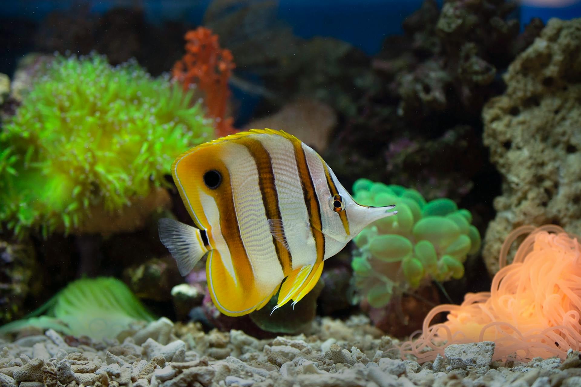 Fish among live aquarium plants