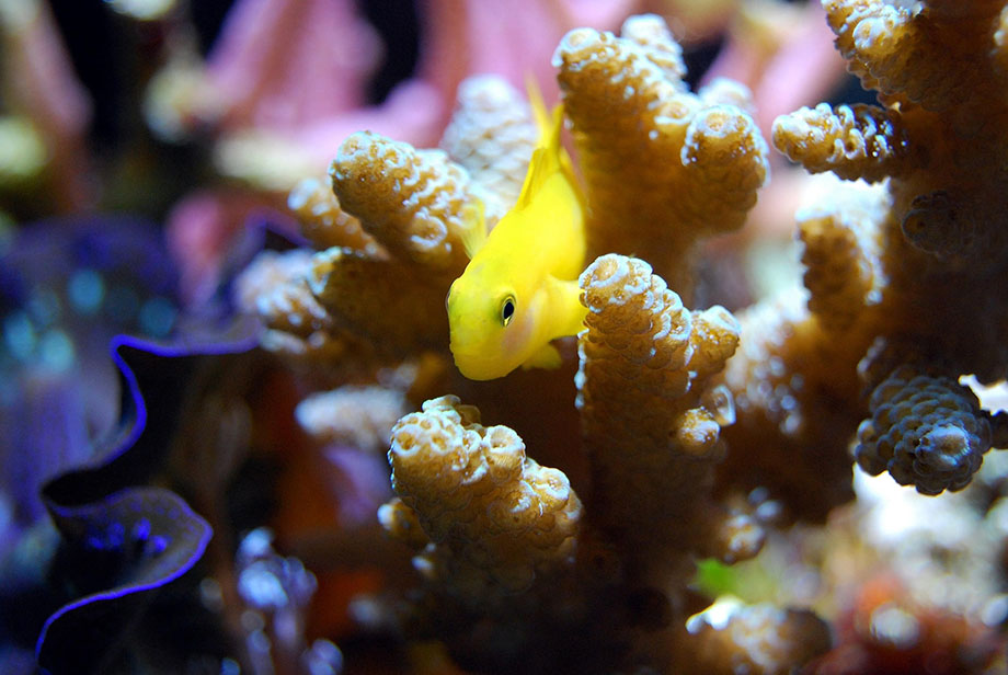The yellow fish in the glowing aquarium