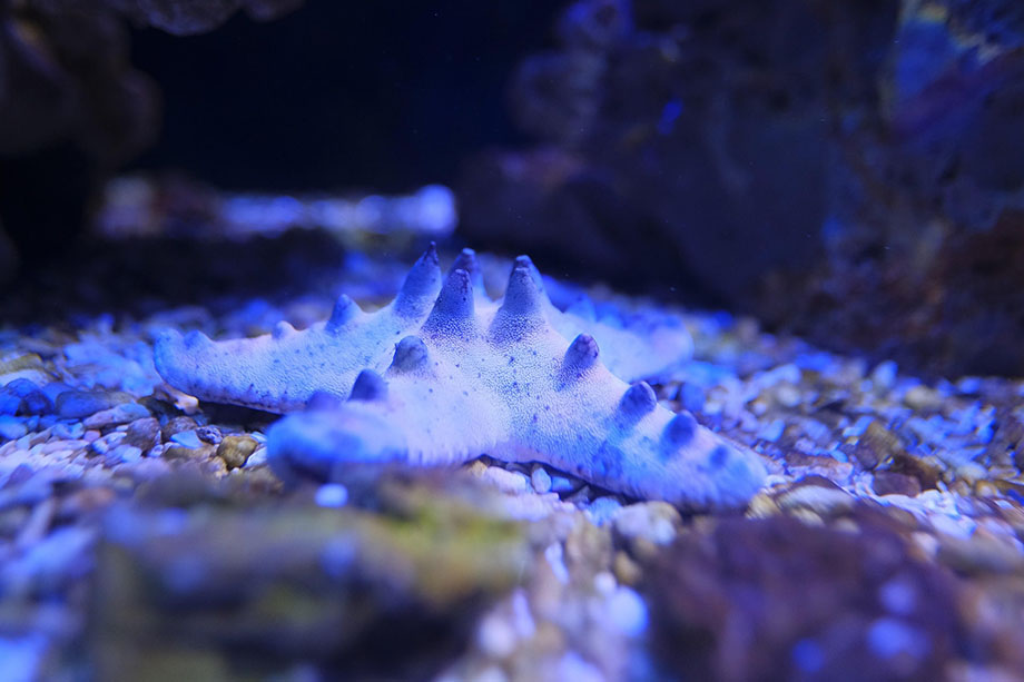 A starfish in an aquarium under blue lighting among the rocks